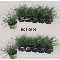 Žydrasis eraičinas - Festuca ovina