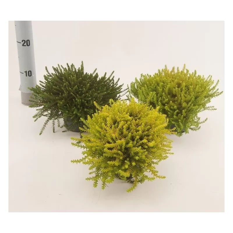 Juodoji varnauogė - Empetrum nigrum MIX