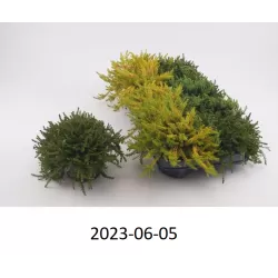 Juodoji varnauogė - Empetrum nigrum MIX