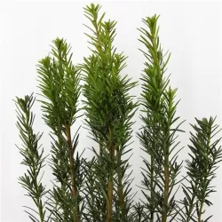 Tarpinis kukmedis - Taxus media HICKSII