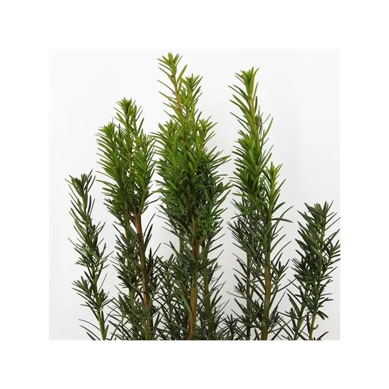 Taxus media HICKSII