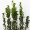 Taxus media HICKSII