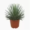 Agava - Agave geminiflora
