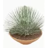 Agava - Agave geminiflora
