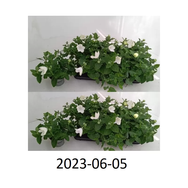 Stambiažiedis plačvarpis Mariesii Astra - Platycodon grand. Mariesii