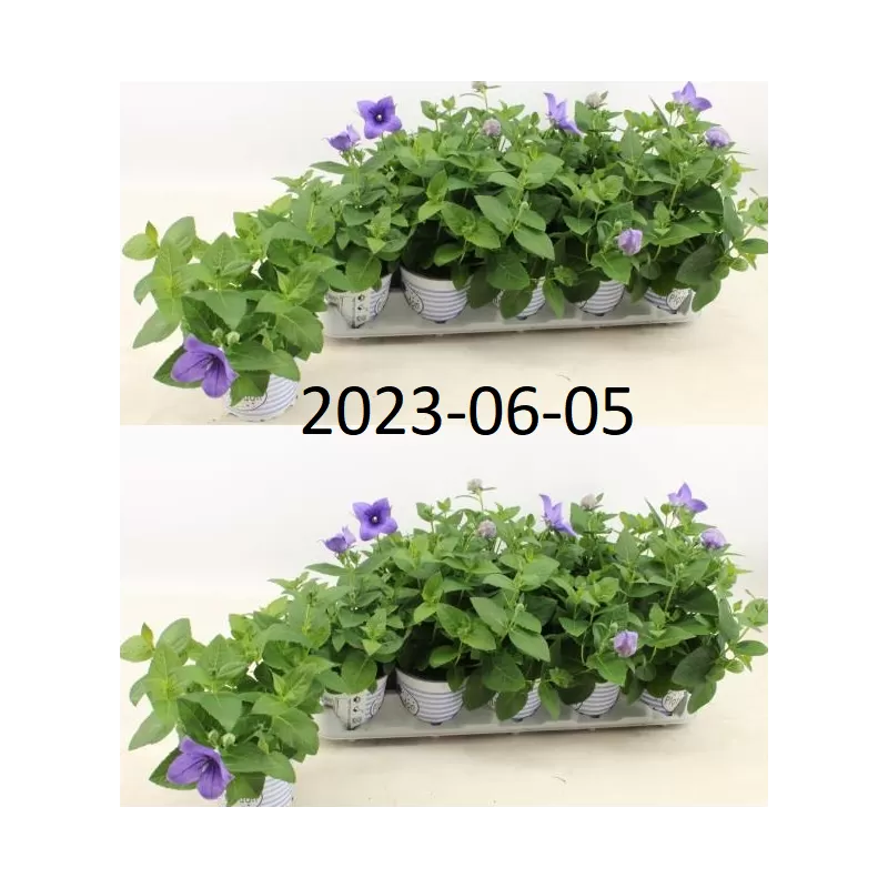 Stambiažiedis plačvarpis Mariesii Astra - Platycodon grand. Mariesii