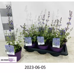 Katžolė - Nepeta WALKERS LOW