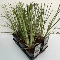 Argentininė kortaderija - Cortaderia selloana MIX