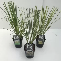 Cortaderia selloana MIX