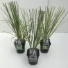 Cortaderia selloana MIX