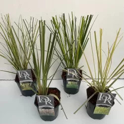 Cortaderia selloana MIX