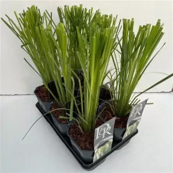 Cortaderia selloana MIX