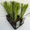 Cortaderia selloana MIX