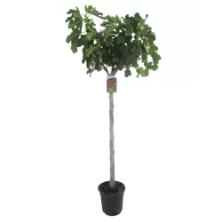 Egzotiniai augalai internetu