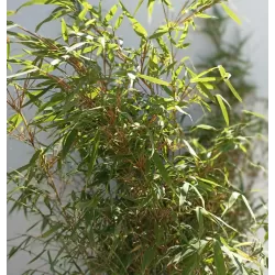 Skėtinis bambukaitis - Fargesia murieliae Rufa