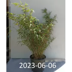 Skėtinis bambukaitis - Fargesia murieliae Rufa