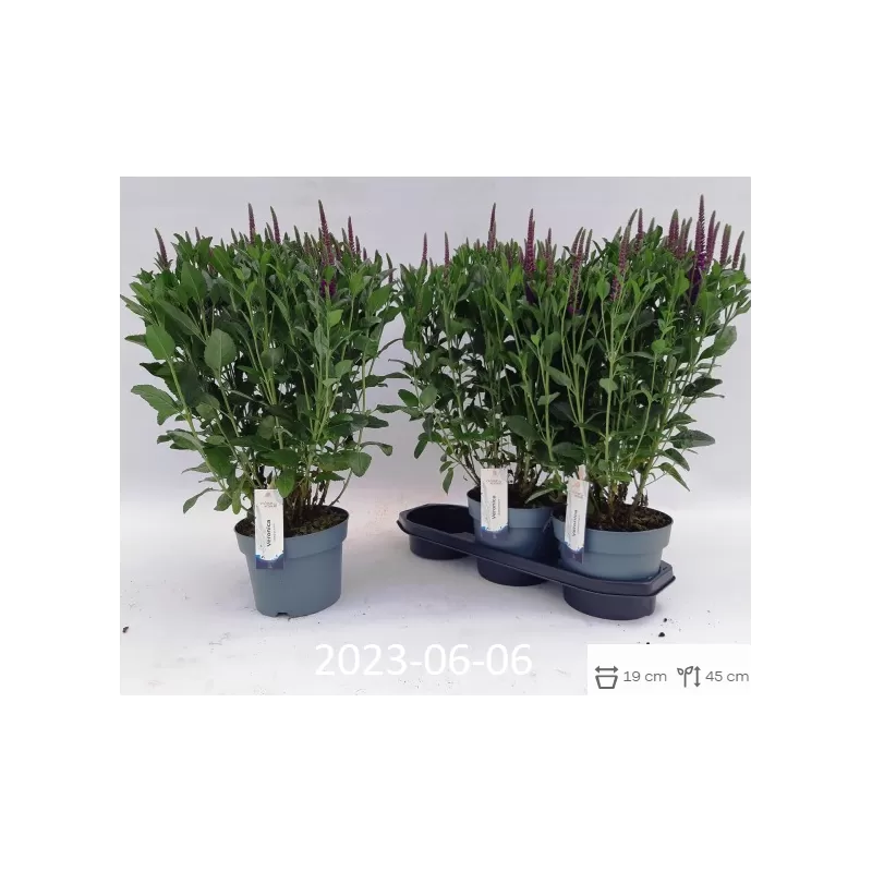 Varpotoji veronika - Veronica spicata