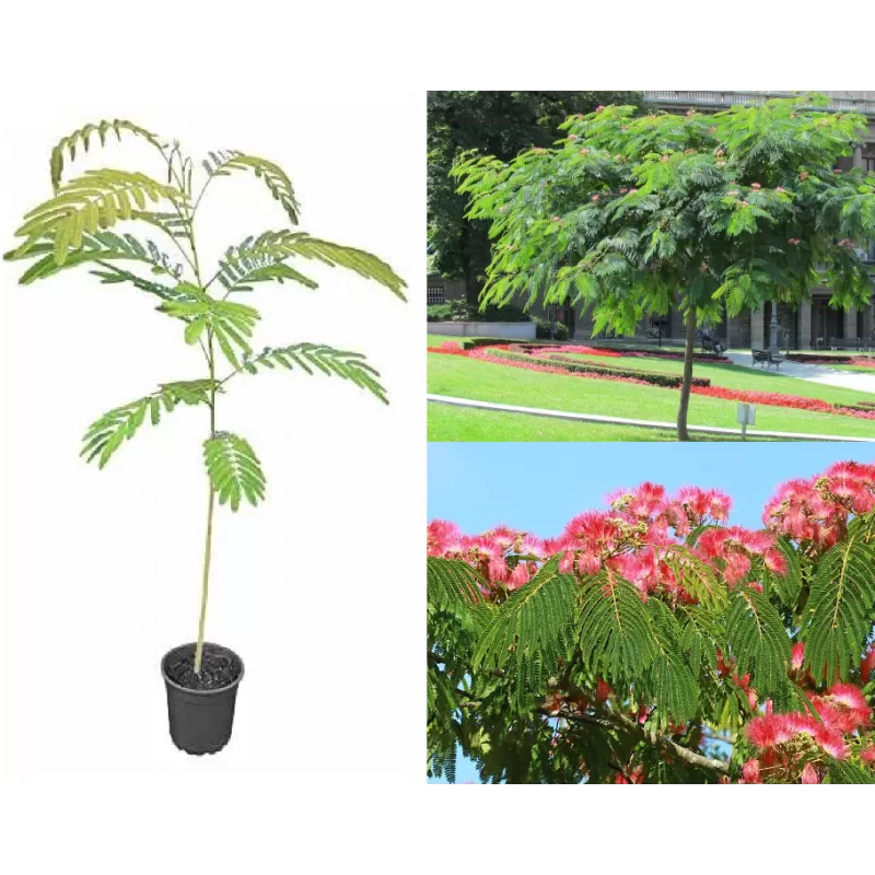 Lenkoraninė albicija (rožinė mimoza, persų šilkmedis) - Albizia julibrissin OMBRELLA su akmeniu P16 Lenkoraninė albicija (rožinė mimoza, persų šilkmedis) - Albizia julibrissin OMBRELLA su akmeniu P16
