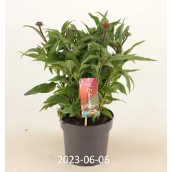 Ežiuolė - Echinacea Sensation Pink