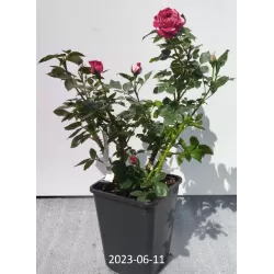 Rožė - Rosa HENRI MATISSE ®