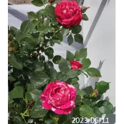 Rosa HENRI MATISSE ®