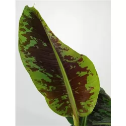 Kininis bananmedis - Musa DWARF CAVENDISH