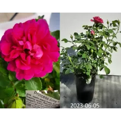 Rožė - Rosa PRINCESS ANNE ®