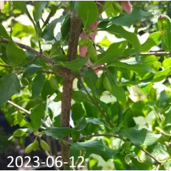 Geltonžiedė sedula - Cornus mas VYTAUTAS