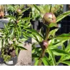 Bijūnas - Paeonia VOGUE