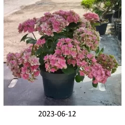 Hydrangea macrophylla DOUBLE DUTCH PINK