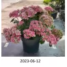 Hydrangea macrophylla DOUBLE DUTCH PINK