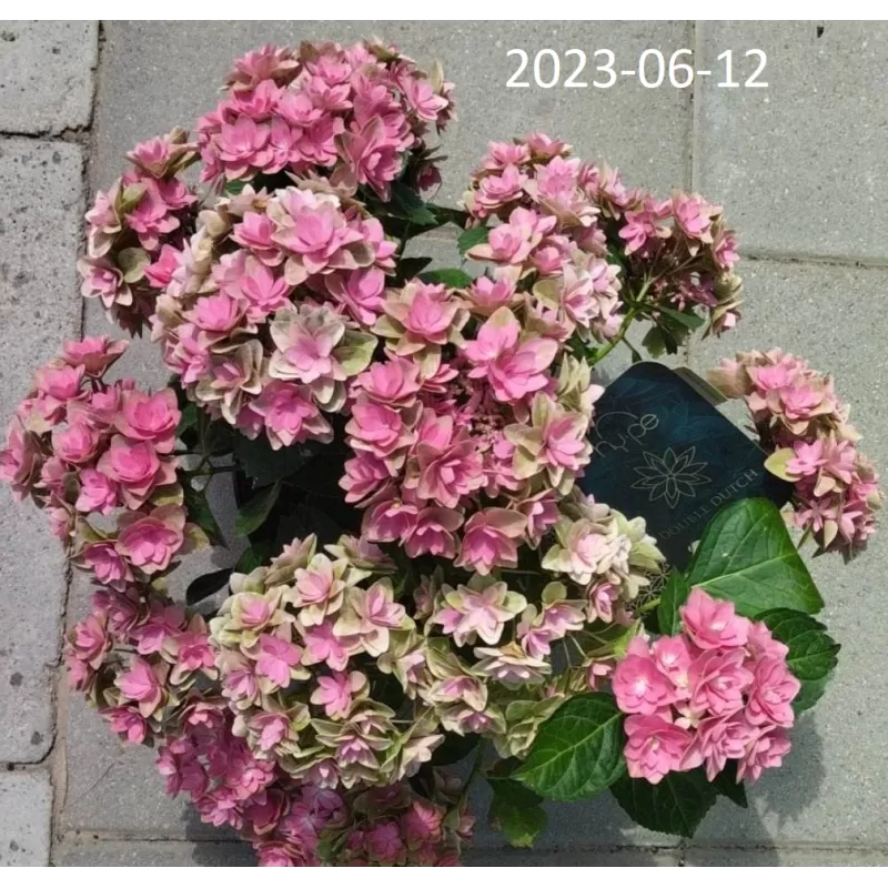 Hydrangea macrophylla DOUBLE DUTCH PINK