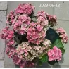Hydrangea macrophylla DOUBLE DUTCH PINK