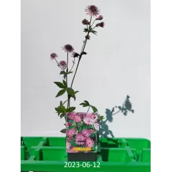 Astrantia major PINK