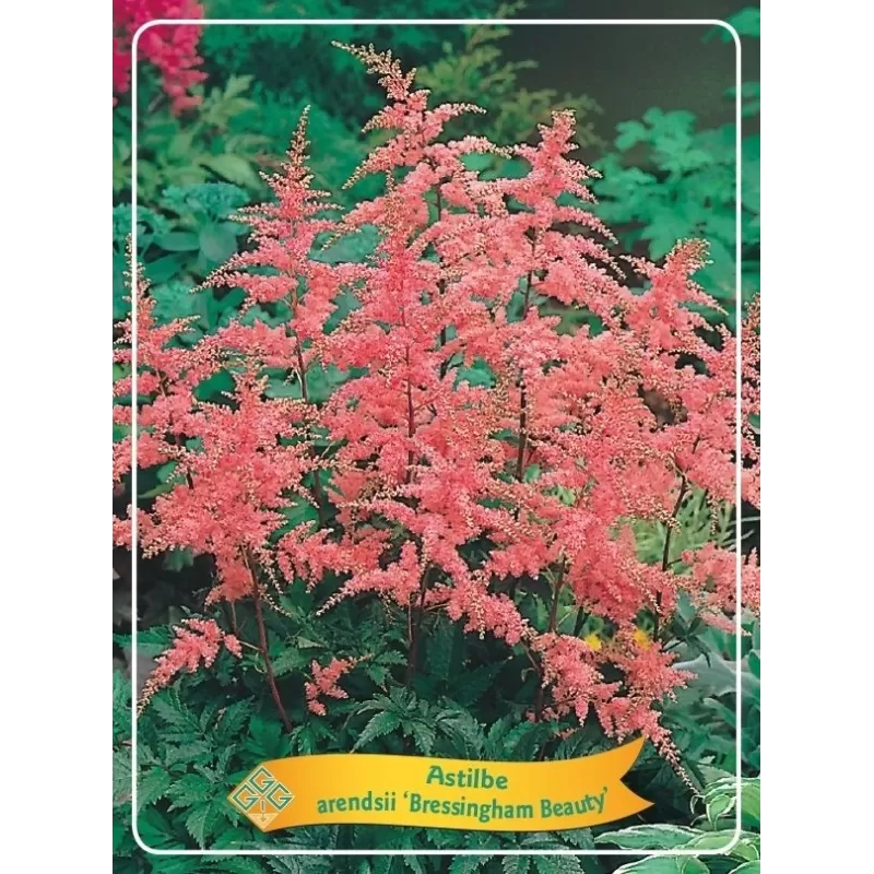 Astilbė - Astilbe Bressingham Beauty