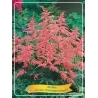 Astilbe Bressingham Beauty