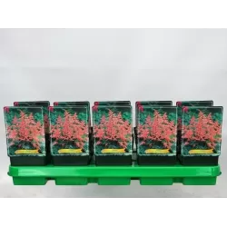 Astilbė - Astilbe Bressingham Beauty