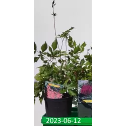 Astilbė - Astilbe Bressingham Beauty