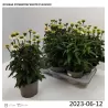 Echinacea purpurea POW WOW WHITE