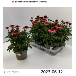 Ežiuolė - Echinacea purpurea Mooodz Mediation