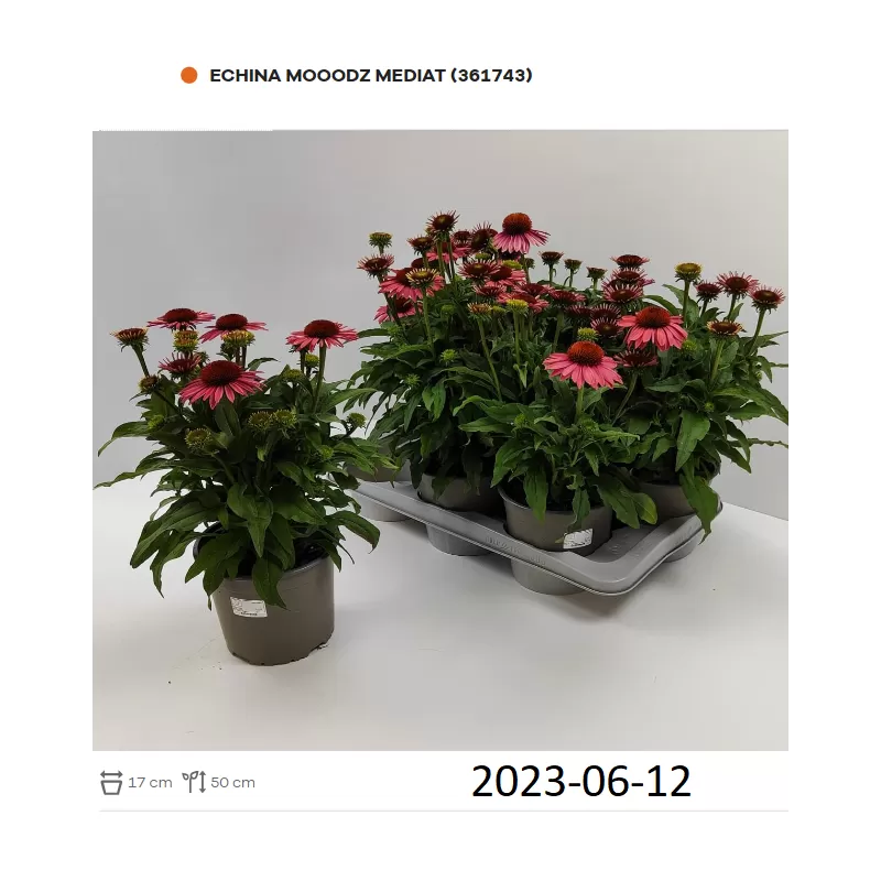 Ežiuolė - Echinacea purpurea Mooodz Mediation