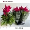 copy of Astilbe arendsii SNOWDRIFT