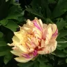 Bijūnas - Paeonia ITOH Loliepop