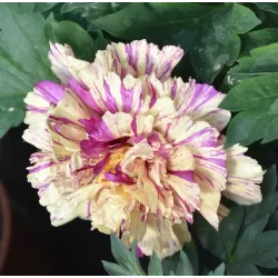 Bijūnas - Paeonia ITOH Loliepop