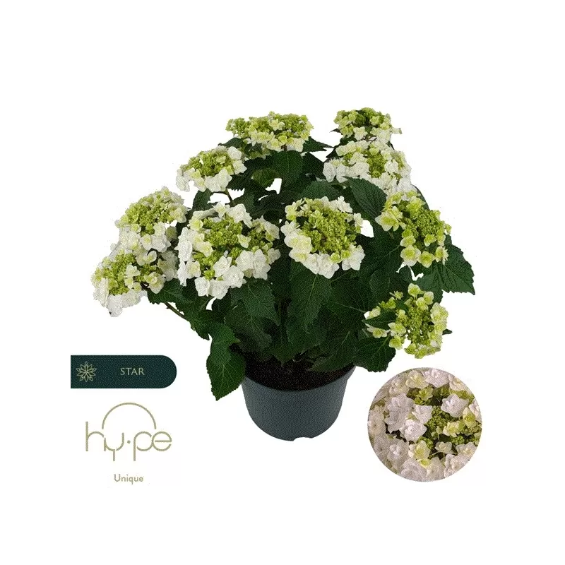 Hydrangea macrophylla TELLER GOWN