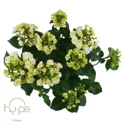 Hydrangea macrophylla TELLER GOWN
