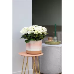 Hydrangea macrophylla TELLER GOWN