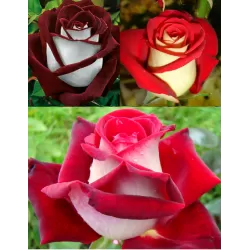 Rožė - Rosa OSIRIA