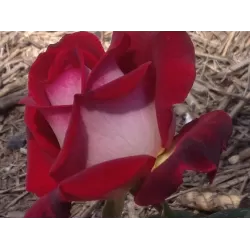 Rožė - Rosa OSIRIA