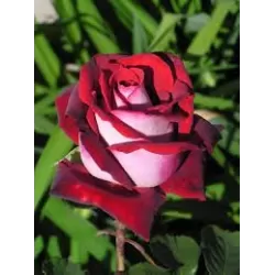 Rožė - Rosa OSIRIA